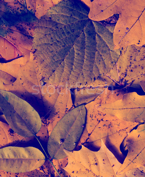 Hojas de otoño resumen naturaleza hoja fondo verde Foto stock © zven0