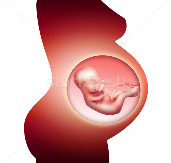 Zwangerschap zwangere vrouw foetus kind lichaam leven Stockfoto © zven0