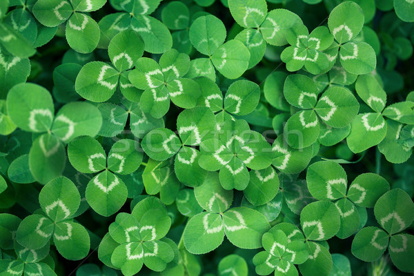 clover leaves full screen  Stock photo © zven0