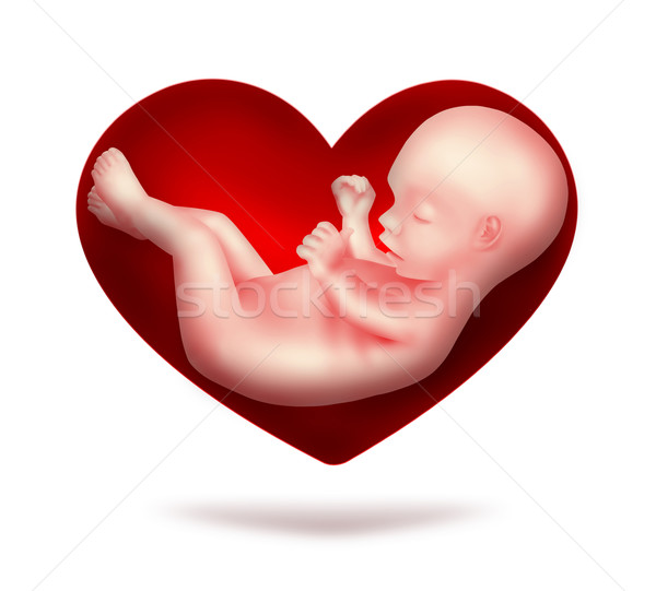 çocuk kırmızı kalp insan embriyo içinde Stok fotoğraf © zven0