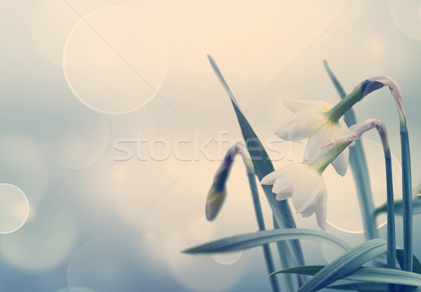 Abstract primăvară natură frunze vară spaţiu Imagine de stoc © zven0
