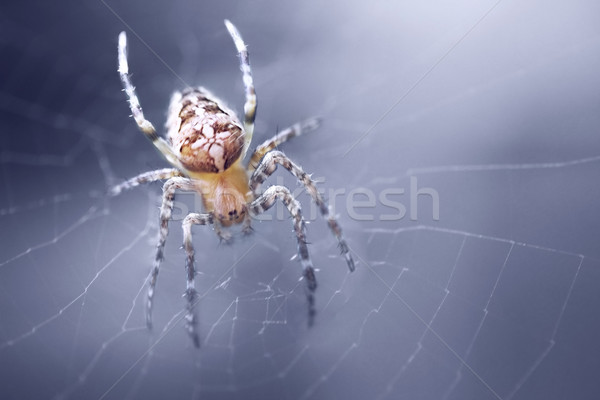 Araneus Spider Stock photo © zven0