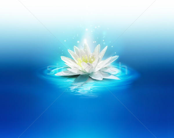 Stockfoto: Heldere · lelie · wateroppervlak · bloemen · water · schoonheid