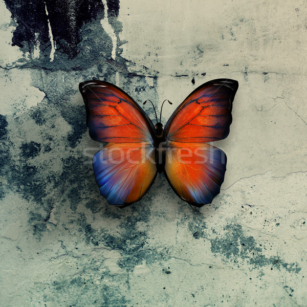 butterfly Stock photo © zven0