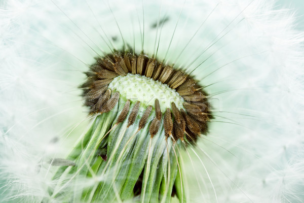 Păpădie seminţe macro fotografie primăvară verde Imagine de stoc © zven0