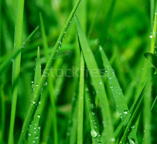 Nature résumé gouttes rosée printemps herbe [[stock_photo]] © zven0