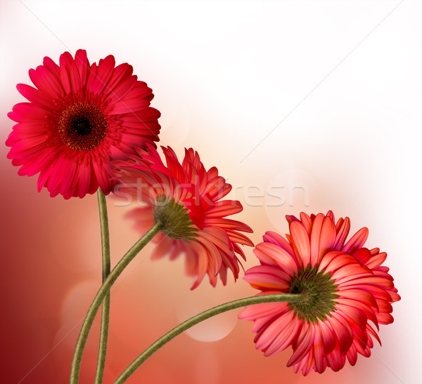 Virágok absztrakt gyönyörű piros természet háttér Stock fotó © zven0