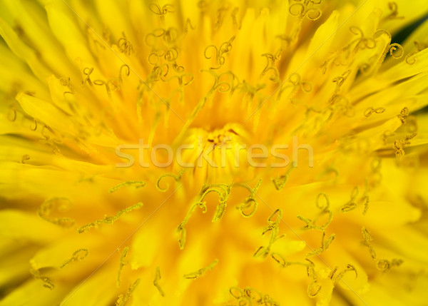 Macro pissenlit fleur lumineuses jaune coup [[stock_photo]] © zven0