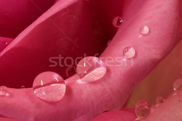 Foto d'archivio: Rosa · petalo · rugiada · gocce · primo · piano · fiori