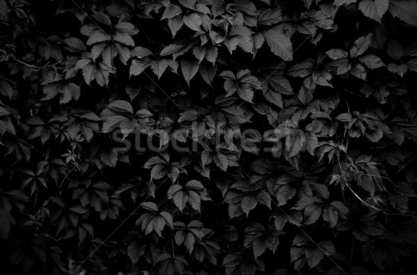 dark climbing plant Stock photo © zven0